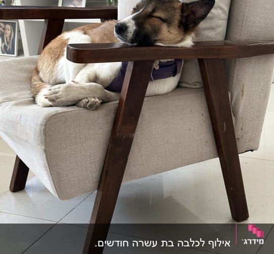 כלב ישן על כורסה עם רתמה סגולה